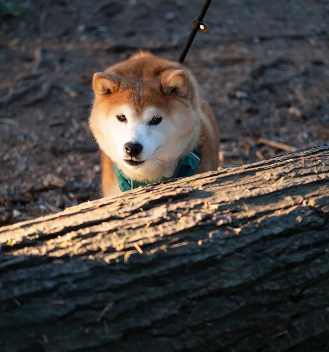 Training Lead (Leash)