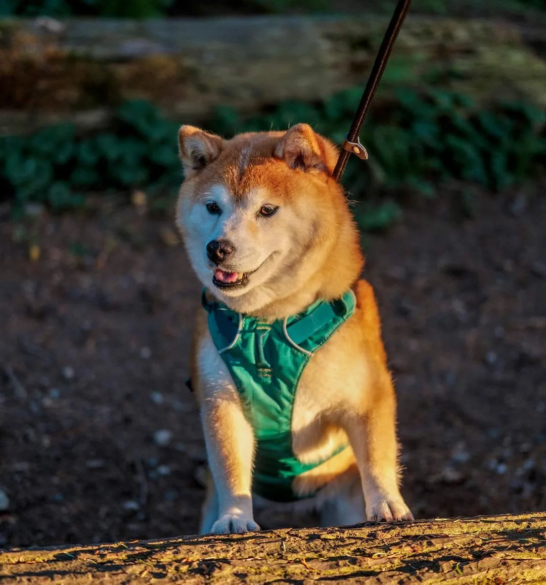 Training Lead (Leash)