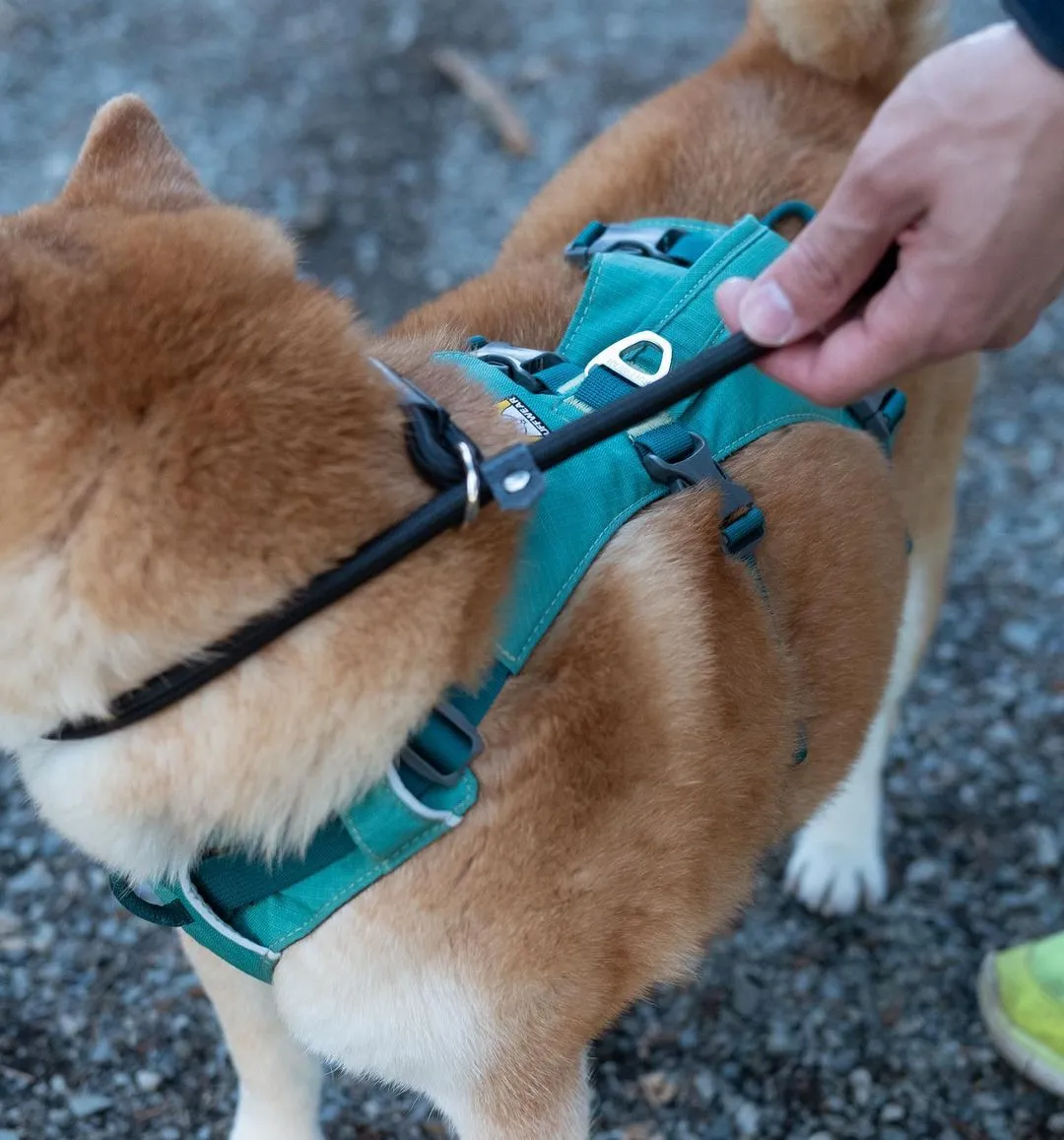 Training Lead (Leash)